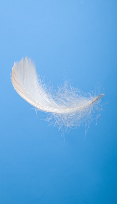 White feather in the blue sky